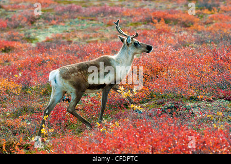 Barrenground caribou cow Rangifer tarandus autumn Stock Photo