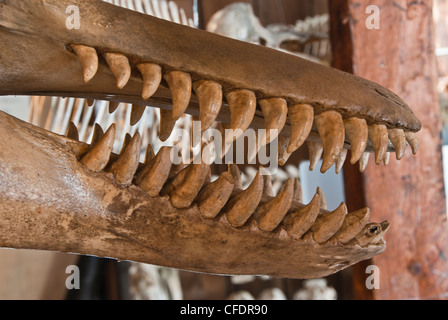 Orca killer whale skeleton on black background Stock Photo: 9228362 - Alamy