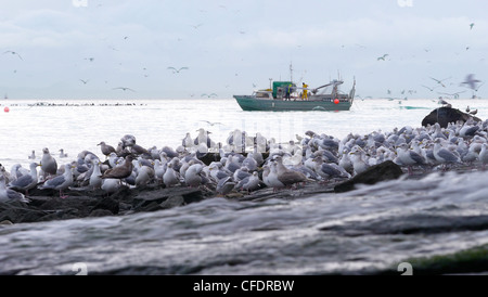 Fisheman herring fishing with seagulls on shore, Hammond Bay, Georgia Strait, Vancouver Island, British Columbia, Canada Stock Photo