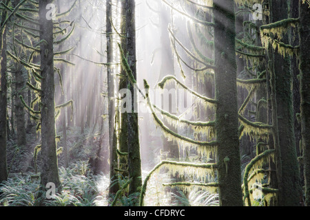 Forest with moss covered trees and sunbeams Stock Photo