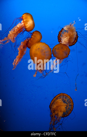 Jellyfish display at Shaw Ocean Discovery Centre Aqaurium, Vancouver Island. Stock Photo