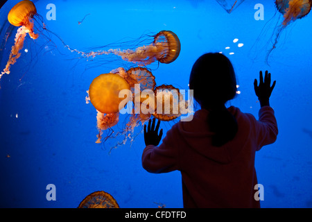 Young girl observes Jellyfish display at Shaw Ocean Discovery Centre Aqaurium, Vancouver Island. Stock Photo