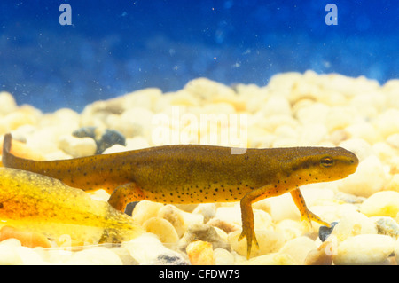 (Notophthalmus perstriatus), Eastern Newt, Red-spotted Newt Stock Photo