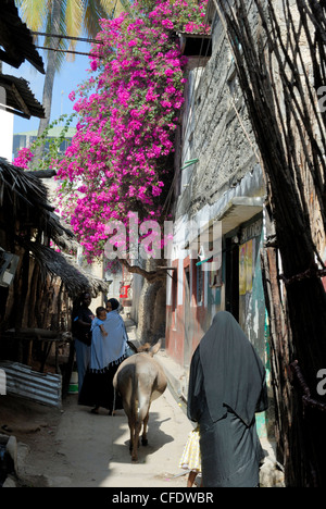 Narrow alley, Old Town, UNESCO World Heritage Site, Lamu Island, Kenya, East Africa, Africa Stock Photo