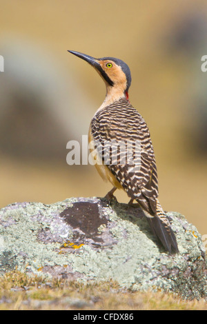 Andean Flicker (Colaptes rupicola) perched on a rock in Peru. Stock Photo