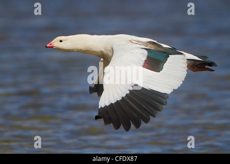 Andean Goose (Chloephaga melanoptera) flying in Peru. Stock Photo