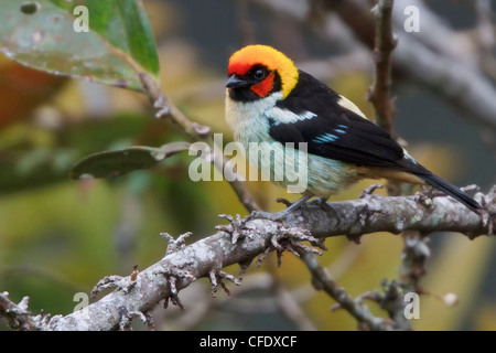 Flame-faced Tanager (Tangara parzudakii) perched on a branch in Peru. Stock Photo