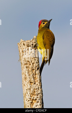 Golden-olive Woodpecker (Piculus rubiginosus) perched on a branch in Peru. Stock Photo