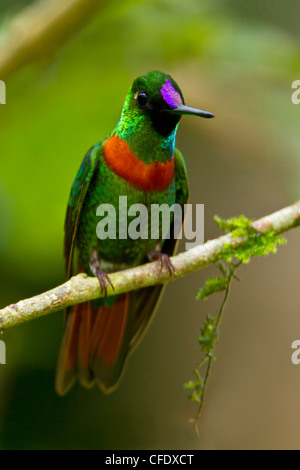 Gould's Jewelfront (Heliodoxa aurescens) perched on a branch in Peru. Stock Photo