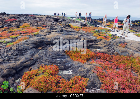 Tourists on walking tour, Isla Santa Cruz, Galapagos Islands, UNESCO World Heritage Site, Ecuador, South America Stock Photo