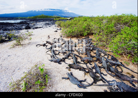 Marine iguanas (Amblyrhynchus cristatus), Isla Isabela, Galapagos Islands, UNESCO World Heritage Site, Ecuador, South America Stock Photo