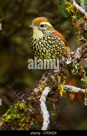 Pearled Treerunner (Margarornis squamiger) perched on a branch in Peru. Stock Photo