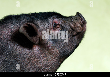 A 12 week old Pot Belly Pig, Duncan, Vancouver Island, British Columbia, Canada Stock Photo