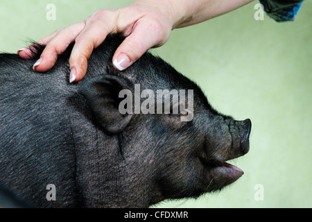 A 12 week old Pot Belly Pig being patted on head by owner, Duncan, Vancouver Island, British Columbia, Canada Stock Photo