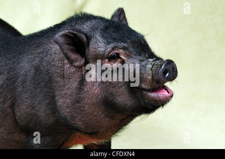 A 12 week old Pot Belly Pig, Duncan, Vancouver Island, British Columbia, Canada Stock Photo