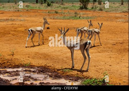 Grant's gazelle (Gazella granti), Tsavo East National Park, Kenya, East Africa, Africa Stock Photo