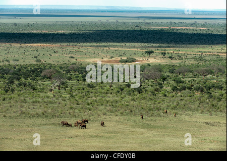 Elephants (Loxodonta africana), Tsavo East National Park, Kenya, East Africa, Africa Stock Photo