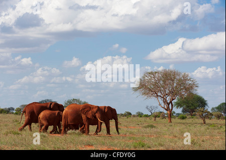 Elephants (Loxodonta africana), Tsavo East National Park, Kenya, East Africa, Africa Stock Photo