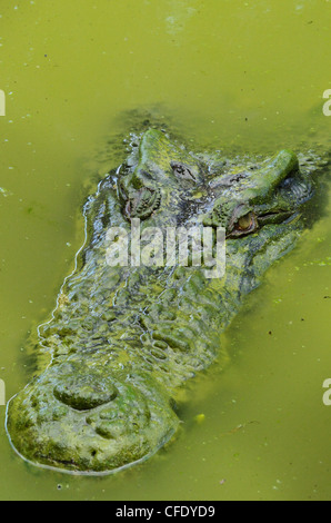 Saltwater,estuarine crocodile (Crocodylus porosus), Sarawak, Borneo, Malaysia, Southeast Asia, Asia Stock Photo