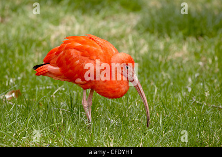 Scarlet ibis (Eudocimus ruber) in captivity, Rio Grande Zoo, Albuquerque Biological Park, Albuquerque, New Mexico, USA Stock Photo