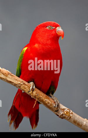 Chattering lory (Lorius garrulus) in captivity, Rio Grande Zoo, Albuquerque Biological Park, Albuquerque, New Mexico, USA Stock Photo