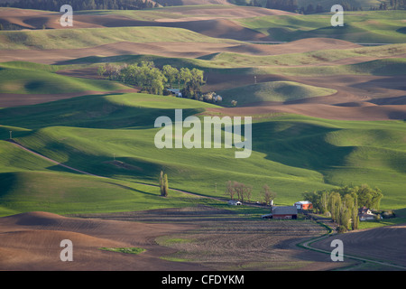 Rolling hills, The Palouse, Whitman County, Washington State, United States of America, Stock Photo