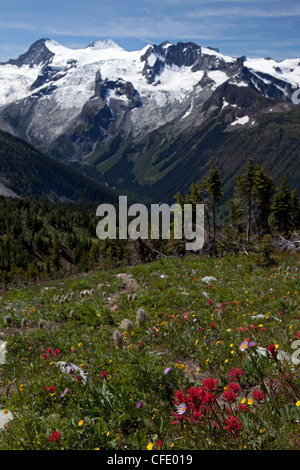 Meadows and Horseshoe Glacier, Jumbo Pass, Purcell Mountains, British Columbia, Canada Stock Photo