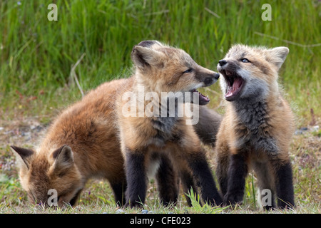 Wild Red Fox Kits Vulpes vulpes San Juan Island Stock Photo