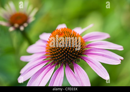 Close-up of Purple Coneflower (Echinacea), Assiniboine Park, Winnipeg, Manitoba, Canada. Stock Photo