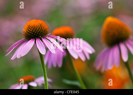 Purple Coneflowers (Echinacea), Assiniboine Park, Winnipeg, Manitoba, Canada. Stock Photo