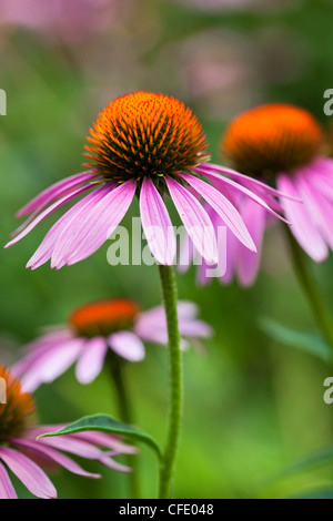 Purple Coneflowers (Echinacea), Assiniboine Park, Winnipeg, Manitoba, Canada. Stock Photo