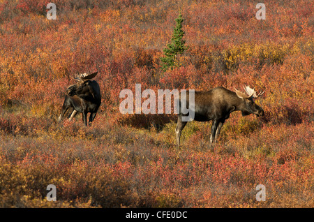 Young Bull Moose autumn tundrYoung Bull Moose Stock Photo