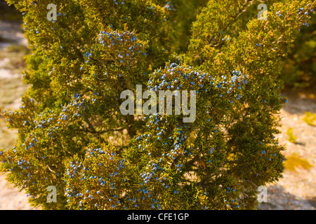 Common Juniper tree ( Juniperus Communis) filled with ripe berries, Island Beach State Park, New Jersey, United States Stock Photo