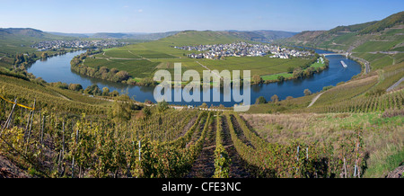 Panorama view, river loop of Moselle river at wine village Trittenheim, Rhineland-Palatinate, Germany, Europe Stock Photo