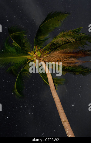 A crooked palm tree as seen at night with stars in the background Stock Photo
