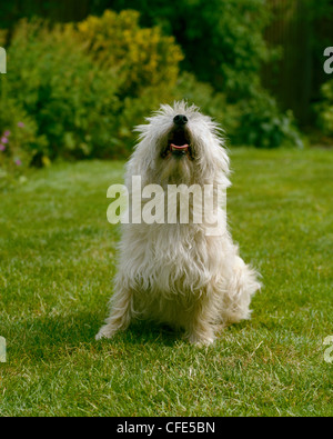 Cairn terrier sitting on lawn and howling Stock Photo