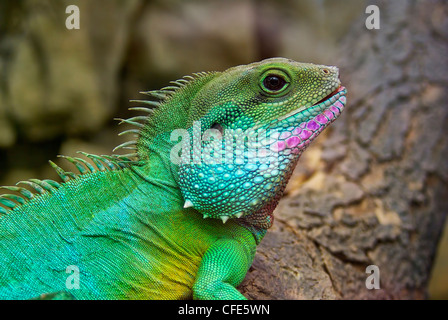 Side view and closeup of the Chinese Water Dragon, also Green Water Dragon, Physignathus cocincinus. Stock Photo