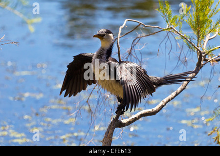 Little Pied Cormorant. Phalacrocorax melanoleucos Stock Photo