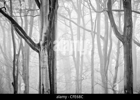 England, Tyne & Wear, Holywell Dene. Atmospheric Black & White image of fog surrounding woodland Stock Photo