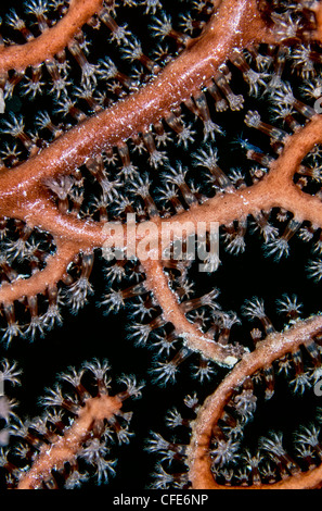 Red finger gorgonian, Diodogorgia nodulifera feeding at night on coral