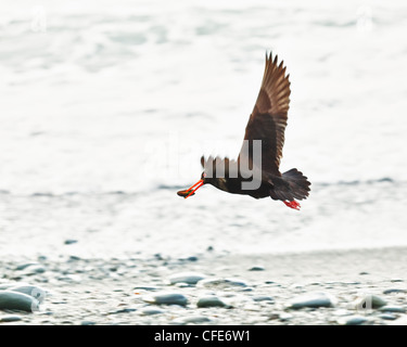 The Variable Oystercatcher (Haematopus unicolor) Stock Photo