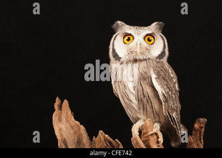 White-faced owl Stock Photo