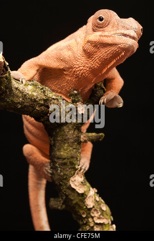 Captive female Panther Chameleon (Furcifer pardalis) with a deformed jaw caused by calcium deficiency.