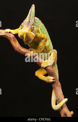 Yemen (Veiled) Chameleon, chamaeleo calyptratus. Stock Photo
