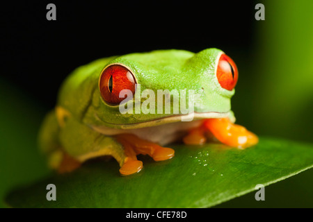 Red-eyed tree frog. Stock Photo