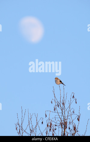 Great Grey Shrike (Lanius excubitor) perched on tree top with a moon. Stock Photo