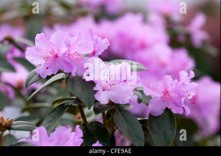 rhododendron 'praecox' Stock Photo