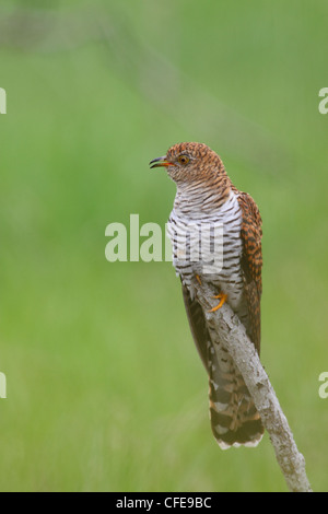 Common Cuckoo (Cuculus canorus), adult female, spring. Europe. Stock Photo