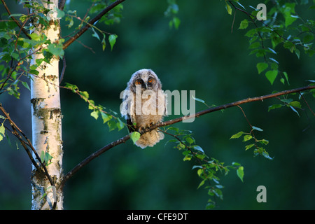 Juvenile Long-eared Owl (Asio otus), Europe Stock Photo