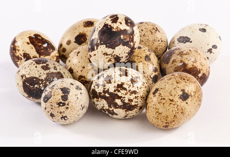 One dozen speckled Quails eggs on a white background Stock Photo